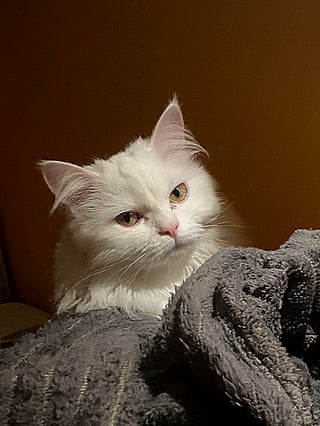 Gorgeous Pussy Gallery: A Seductive Visual Feast'